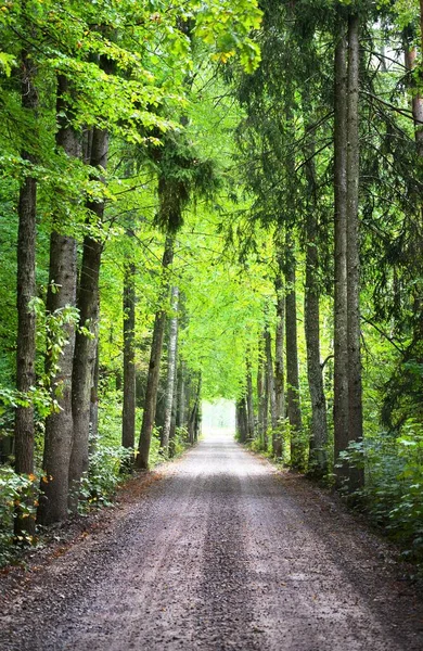 Túnel Estrada Rural Pista Única Árvores Verdes Altas Luz Solar — Fotografia de Stock