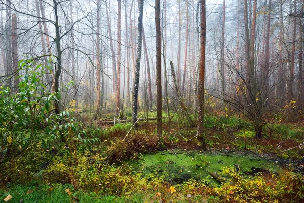 Palude Verde Foresta Una Fitta Nebbia Bianca Mattutina Luce Che — Foto Stock