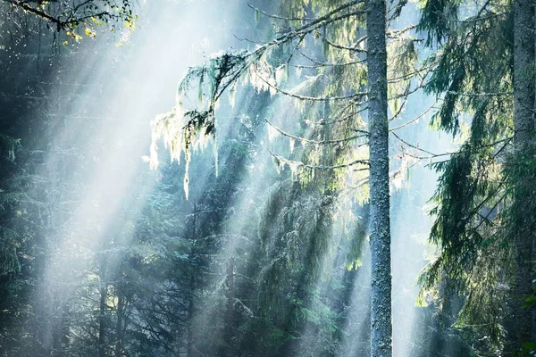 광선이 동트기 침엽수 나무줄기를 안개가 에버그린 목가적 풍경이죠 핀란드의 — 스톡 사진