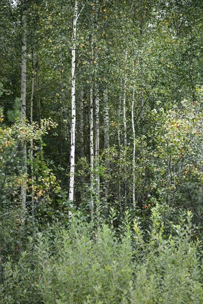 Birch Trees Green Deciduous Forest Tree Trunks Close Latvia Dark — Stock Photo, Image