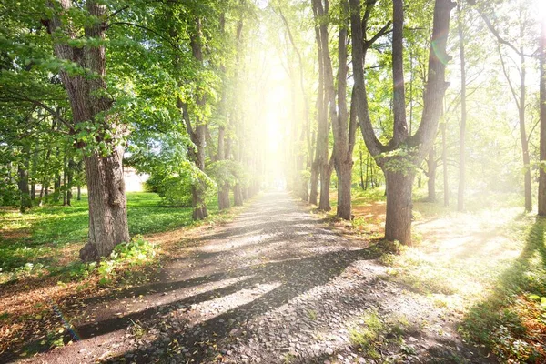 나무를 지나는 하나뿐 이었다 나무줄기 사이로 햇빛이 흐르고 목가적 모습입니다 — 스톡 사진