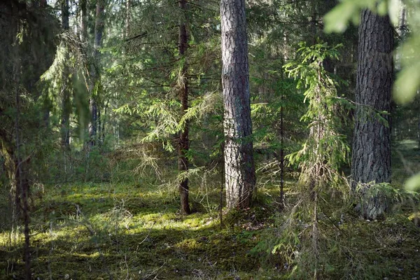 Sunlight Flowing Old Mossy Pine Tree Trunks Coniferous Forest Early — Stock Photo, Image