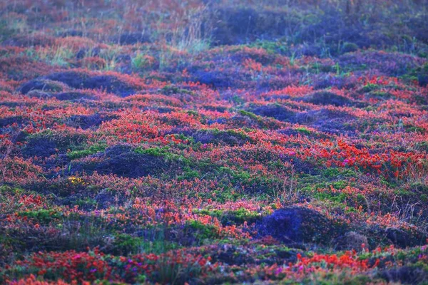 Skogsbotten Blommande Lila Ljung Blommor Närbild Typ Bretagne Frankrike Abstrakt — Stockfoto