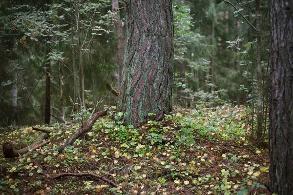 Starobylý Kmen Stromu Lesní Dno Barevného Podzimního Listí Detailní Záběr — Stock fotografie