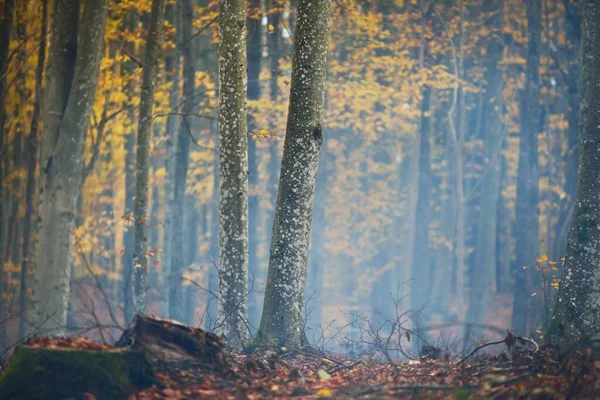 Golden Beech Trees Logs Close Forest Floor Red Orange Leaves — Stock Photo, Image