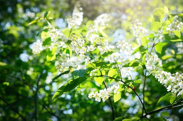 Blommande Gren Fågelkörsbär Prunus Padus Hackberry Mayday Tree Grön Vårträdgård — Stockfoto