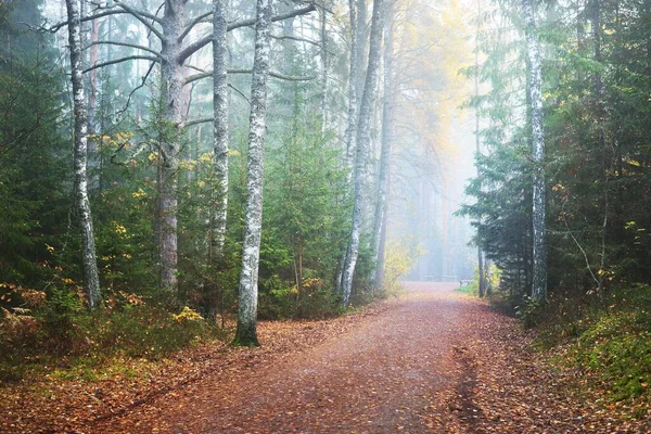 カラフルな黄金の白樺の木 常緑のスプルースと白い朝の霧の中で松を介して農村部の道路 牧歌的な秋の風景 霧の森のシーン ラトビアのケメリ国立公園 — ストック写真