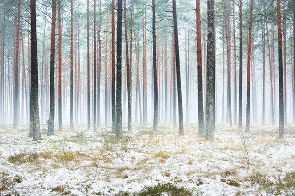 初雪在雾蒙蒙的秋天森林里 红色和橙色的叶子在地面上 高大的苔藓松树树干特写 — 图库照片