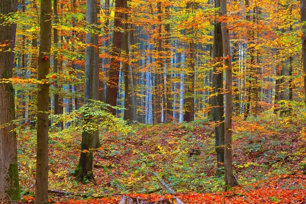 The wall of colorful beech trees, tree trunks close-up. Idyllic fairy autumn landscape. Green, red, orange and yellow leaves. Natural pattern. Environmental conservation theme. Heidelberg, Germany