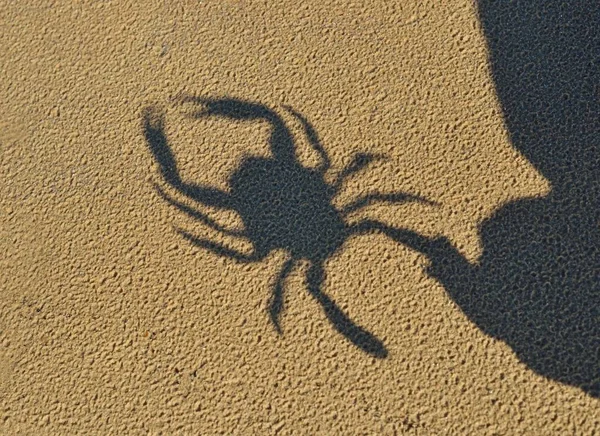 一只玩具蟹的影子反射在沙滩上 波罗的海 拉脱维亚 教育玩具 生物学概念 — 图库照片