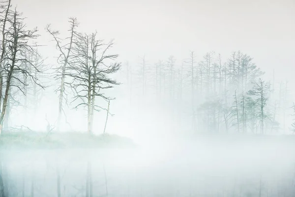 Lac Cristallin Tourbière Dans Brouillard Lever Soleil Réflexions Symétriques Sur — Photo