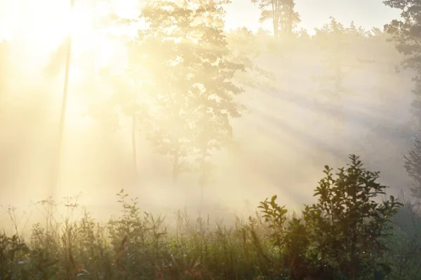 Mysterious Evergreen Forest Sunrise Golden Sunlight Sunbeams Fog Haze Pine — Stock Photo, Image