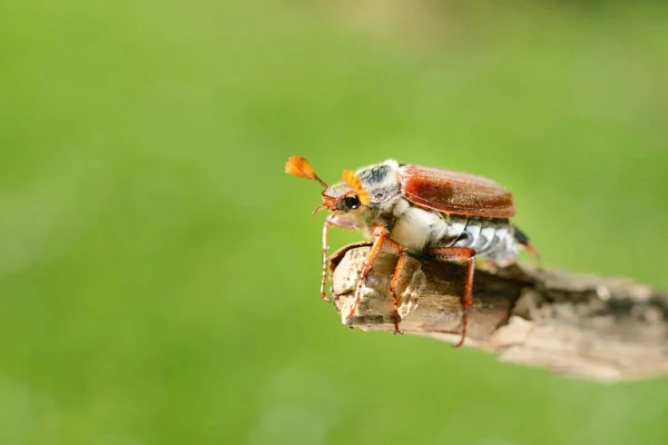 Cockchafer May Bug Melolontha Melolontha Ready Fly Tree Branch Extreme — Stock Photo, Image