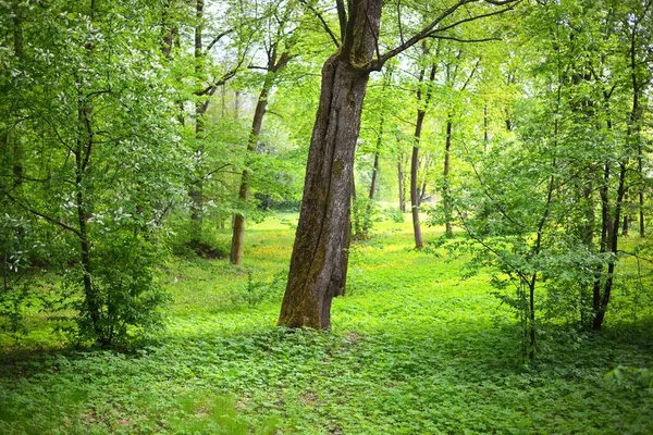 Floresta Verão Verde Dia Claro Raios Sol Através Dos Troncos — Fotografia de Stock