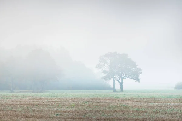 Carvalho Velho Solitário Close Campo Agrícola Rural Uma Névoa Manhã — Fotografia de Stock