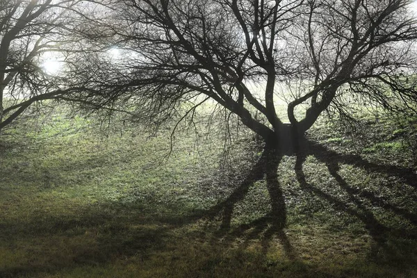 Освітлений Міський Парк Тумані Вночі Темні Старі Силуети Дерев Зблизька — стокове фото