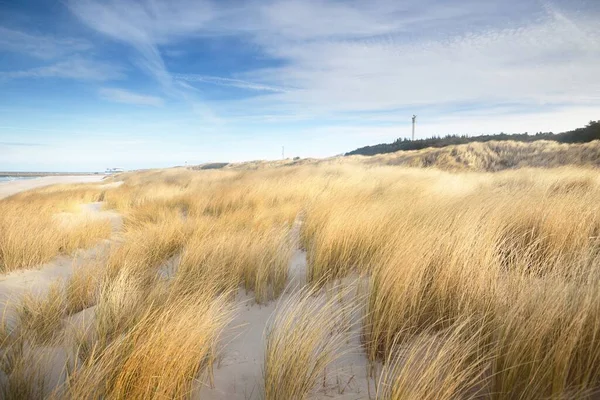 The shore (desert) of Anholt island under the bright blue sky with cirrus clouds. Sand dunes and plants (Ammophila) close-up. Environmental conservation, eco tourism theme. Kattegat, Denmark