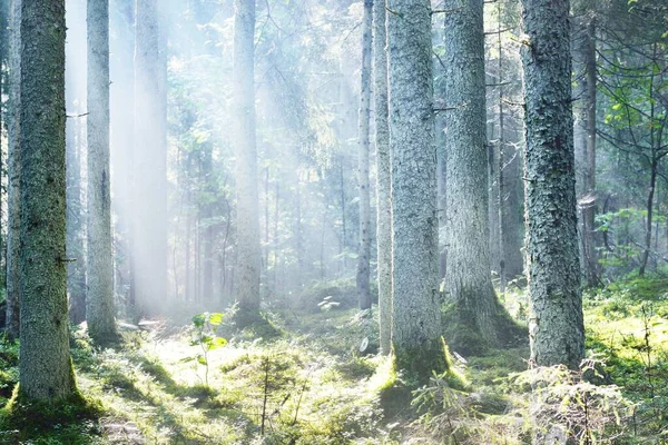 日出时 阳光穿过针叶树树干 晨雾中的常青森林 年轻的冷杉和高大的松树 Idyllic景观 芬兰的环境保护 — 图库照片