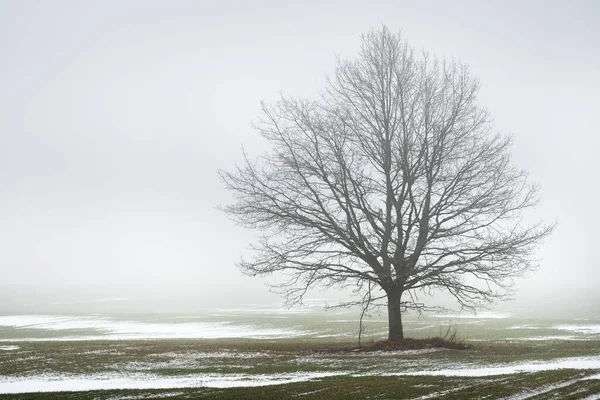 Campo Campo Carvalho Solitário Sem Folhas Contra Céu Sombrio Uma — Fotografia de Stock