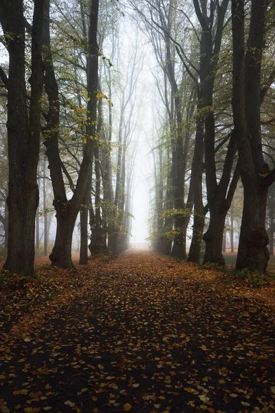 Chemin Gravier Vide Travers Les Vieux Tilleuls Dorés Dans Épais — Photo