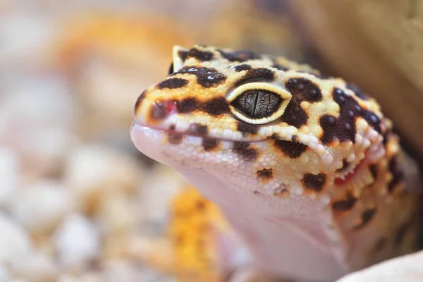 Gecko Leopardo Eublepharis Macularius Zoológico Close Tallinn Estónia Arte Retrato — Fotografia de Stock