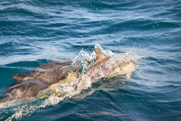 Due Delfini Che Saltano Nel Mediterraneo Una Giornata Limpida Delfino — Foto Stock