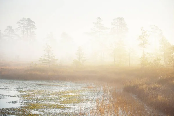 Swampy Forest Lake Thick Mysterious Fog Sunrise Cenas Tirelis Latvia — Stock Photo, Image