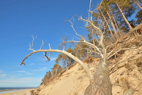 Baltic Sea Shore Low Tide Sunny Summer Day Latvia Sand — Stock Photo, Image