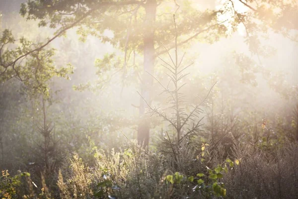 Mysterious Evergreen Forest Sunrise Golden Sunlight Sunbeams Fog Haze Pine — Stock Photo, Image