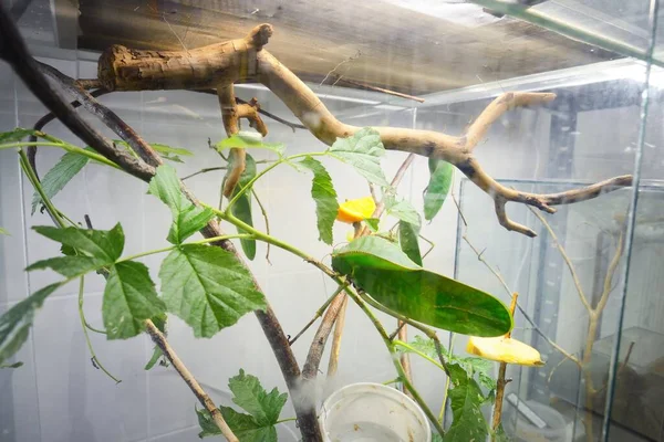 Unique Huge Green Grasshopper Tettigoniidae Siliquofera Grandis Zoo Laboratory Close — Stock Photo, Image