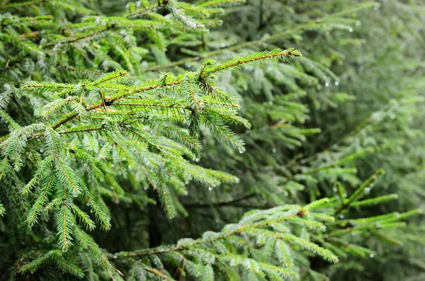 Krople Deszczu Młodych Zielonych Jodłach Zbliżenie Finlandia Streszczenie Naturalny Wzór — Zdjęcie stockowe