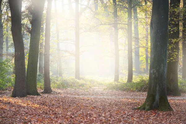 Close Zicht Machtige Oude Gouden Beukenbomen Het Nachtegalen Park Zonnestralen — Stockfoto