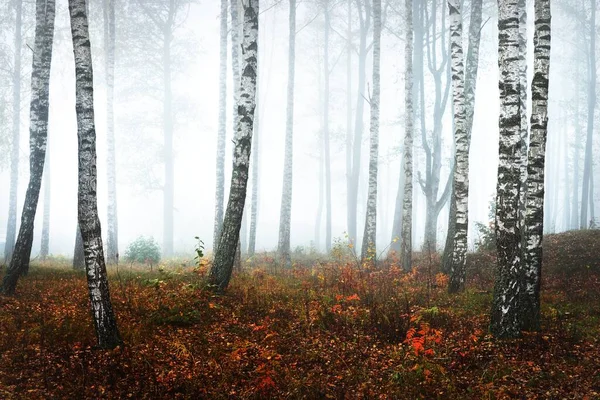 Vista Panorámica Del Bosque Abedul Brumoso Día Nublado Otoño Troncos — Foto de Stock