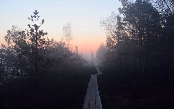 Drewniana Ścieżka Przez Las Iglasty Gęstej Tajemniczej Mgle Wschodzie Słońca — Zdjęcie stockowe