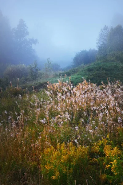 Forest meadow at sunrise. Pure morning sunlight, sunbeams, fog, haze. Blooming wildflowers close-up. Valmiera, Latvia. Atmospheric landscape. Nature, environmental conservation, ecology