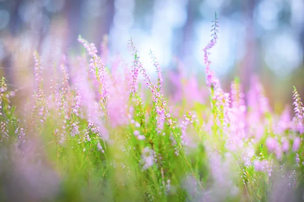 Forest Floor Blooming Pink Heather Flowers Evergreen Forest Close Environmental — Stock Photo, Image