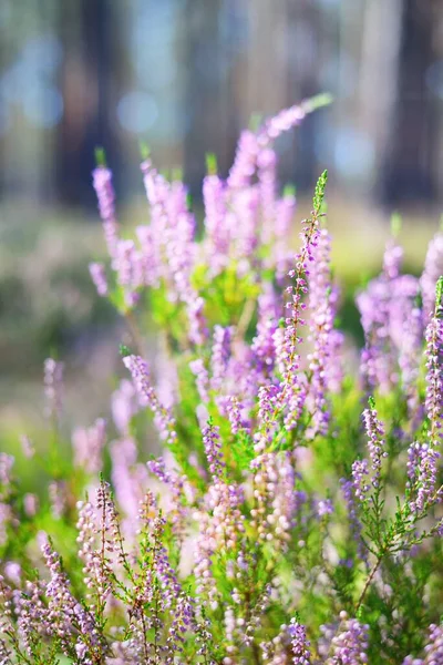 日の出 クローズアップで常緑樹林でピンクのヒーザーの花を咲かせるの森の床 朝の煙 フィンランドにおける環境保全 天然の花柄 — ストック写真