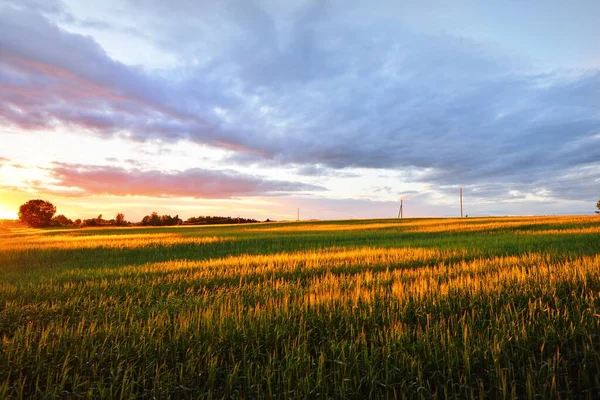 Epic Sunset Sky Green Agricultural Field Postes Del Transformador Fondo — Foto de Stock