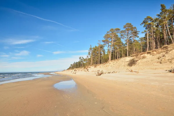 ラトビアの晴れた夏の日に干潮の間のバルト海の海岸 砂丘と古い松の木 牧歌的な海の景色 旅行先 気候変動と地球温暖化の概念 — ストック写真