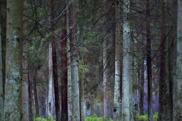 The wall of ancient tall mossy pine trees in evergreen forest, tree trunks close-up. Dark misty landscape. Estonia
