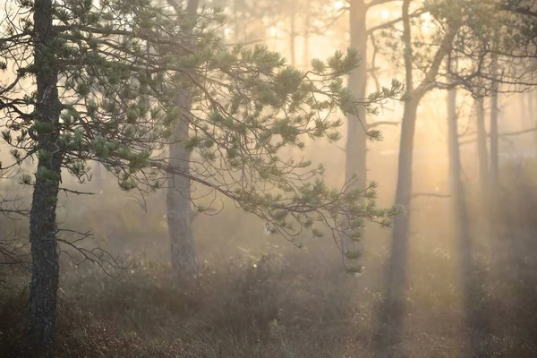 日の出の厚い神秘的な霧の中で混合針葉樹林 ラトビアのセナス ティレリス 古い木の幹を通って黄金の日光 牧歌的な秋の風景 — ストック写真