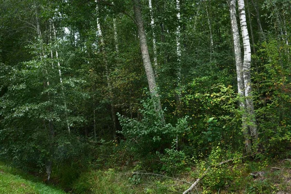 緑の落葉樹林の白樺の木 木の幹を閉じるまで ラトビア 暗い秋のシーン 大気の風景 生態系 環境保全のテーマ — ストック写真
