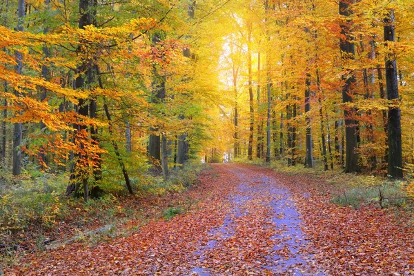 Single Lane Rural Road Golden Beech Trees Forest Floor Green — Stock Photo, Image