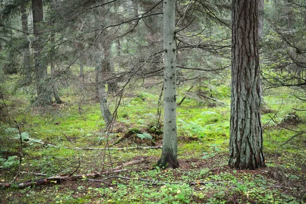 Troncos Árvore Perene Musgosos Antigos Folhas Samambaia Verdes Close Ilha — Fotografia de Stock