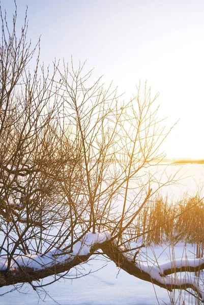 Bosque Cerca Costa Del Mar Báltico Cubierta Nieve Atardecer Árboles —  Fotos de Stock