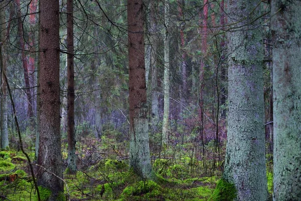 Kilátás Ködös Örökzöld Erdő Ősi Magas Fenyőfatörzsek Közelről Moha Földön — Stock Fotó