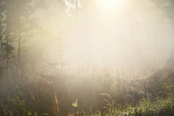 Mysterious Evergreen Forest Sunrise Golden Sunlight Sunbeams Fog Haze Pine — Stock Photo, Image