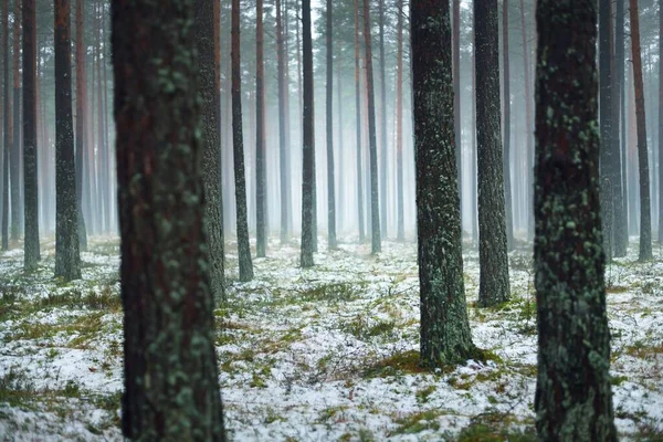 Первый Снег Туманном Осеннем Лесу Зеленая Трава Высокие Сосновые Стволы — стоковое фото