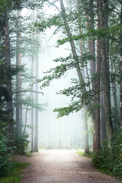 Beco Vazio Através Das Árvores Altas Floresta Perene Denso Nevoeiro — Fotografia de Stock