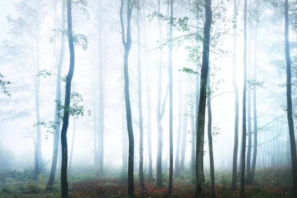 Hohe Baumsilhouetten Dichten Morgennebel Das Licht Das Durch Die Stämme — Stockfoto